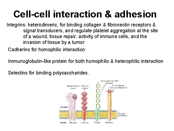 Cell-cell interaction & adhesion Integrins: heterodimeric, for binding collagen & fibronectin receptors & signal