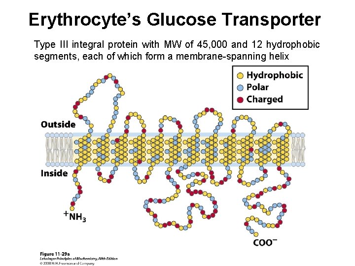 Erythrocyte’s Glucose Transporter Type III integral protein with MW of 45, 000 and 12