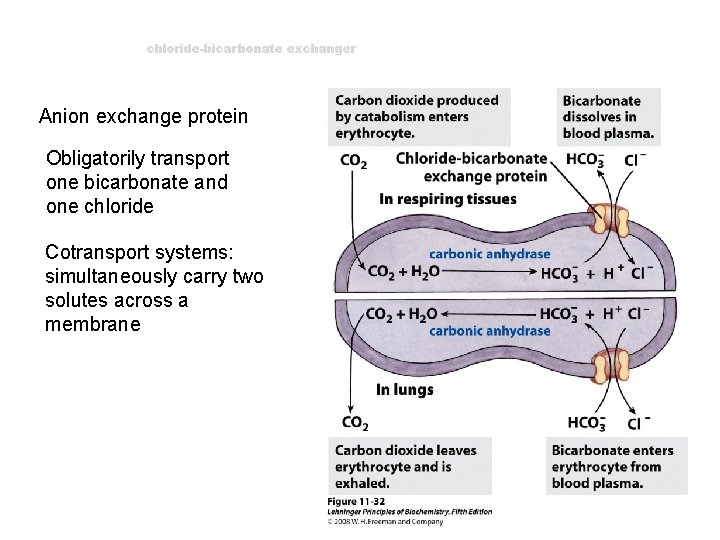 chloride-bicarbonate exchanger Anion exchange protein Obligatorily transport one bicarbonate and one chloride Cotransport systems: