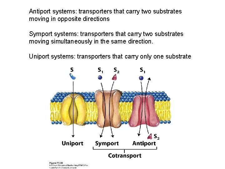 Antiport systems: transporters that carry two substrates moving in opposite directions Symport systems: transporters