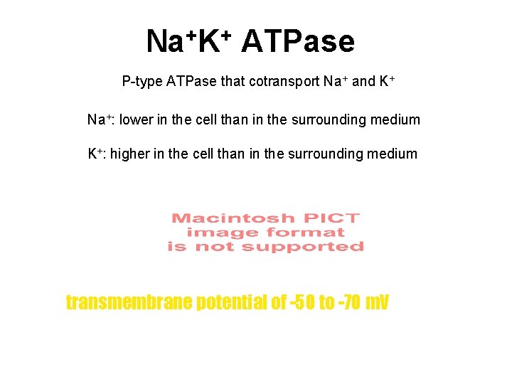 Na+K+ ATPase P-type ATPase that cotransport Na+ and K+ Na+: lower in the cell