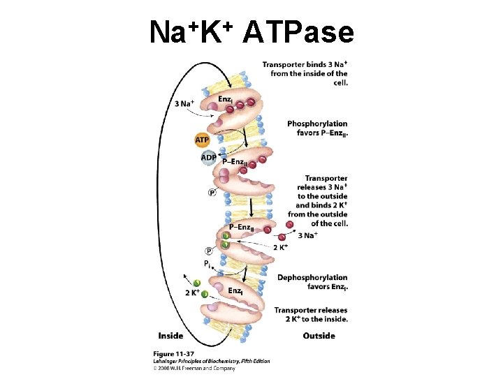 Na+K+ ATPase 