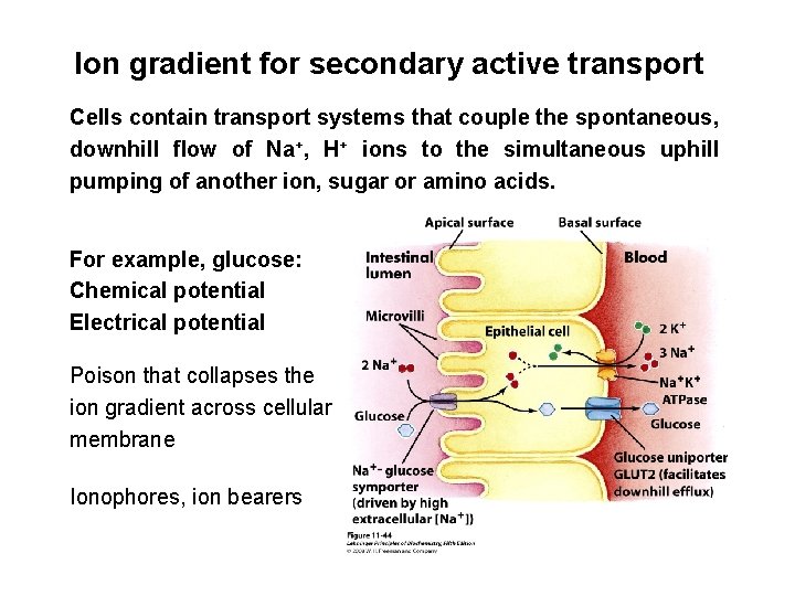 Ion gradient for secondary active transport Cells contain transport systems that couple the spontaneous,