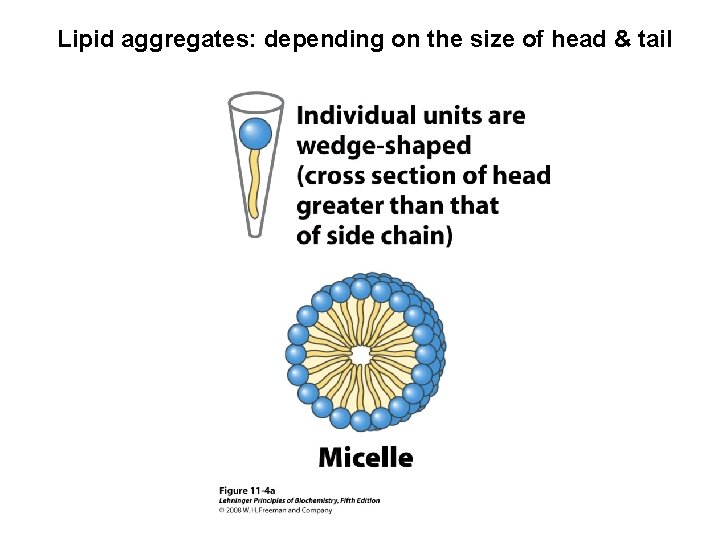 Lipid aggregates: depending on the size of head & tail 