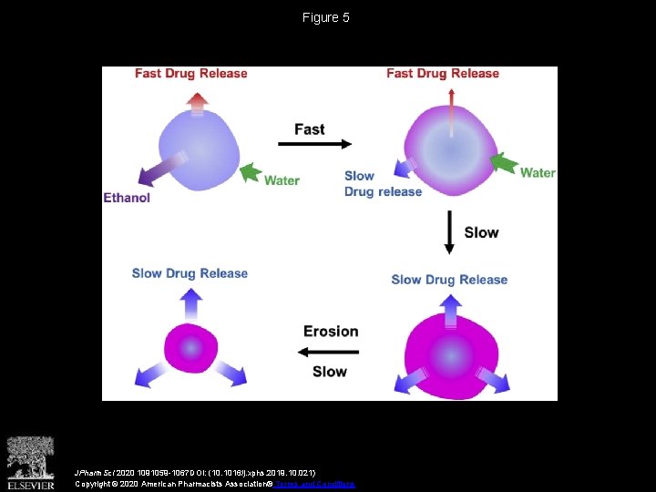 Figure 5 JPharm. Sci 2020 1091059 -1067 DOI: (10. 1016/j. xphs. 2019. 10. 021)