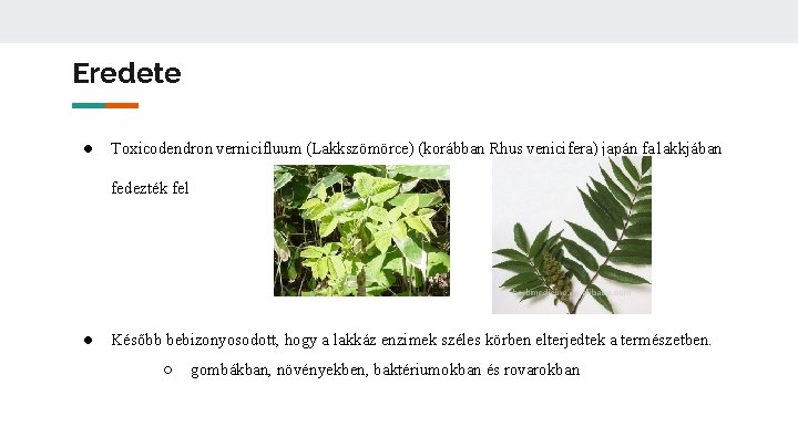 Eredete ● Toxicodendron vernicifluum (Lakkszömörce) (korábban Rhus venicifera) japán fa lakkjában fedezték fel ●