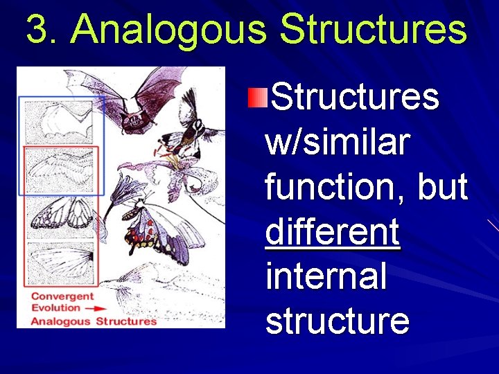 3. Analogous Structures w/similar function, but different internal structure 