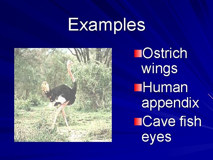 Examples Ostrich wings Human appendix Cave fish eyes 