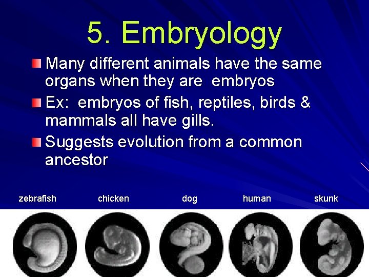 5. Embryology Many different animals have the same organs when they are embryos Ex: