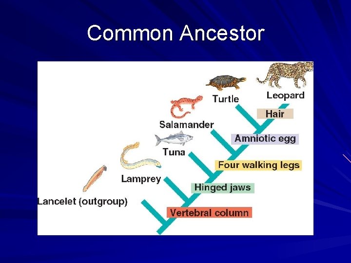 Common Ancestor 