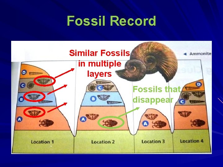 Fossil Record Similar Fossils in multiple layers Fossils that disappear 