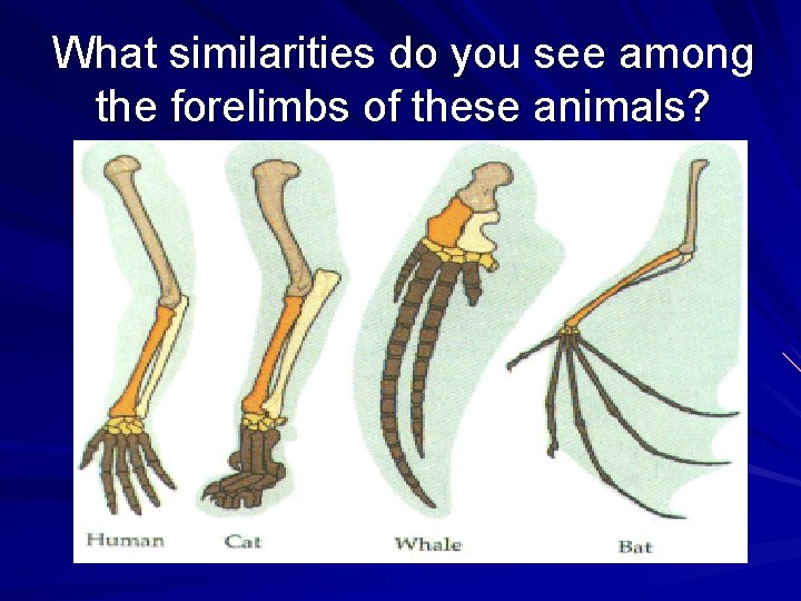 What similarities do you see among the forelimbs of these animals? 