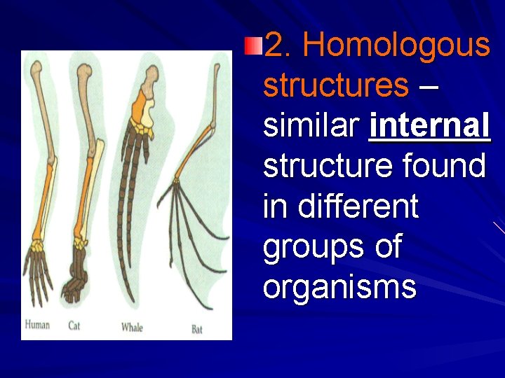 2. Homologous structures – similar internal structure found in different groups of organisms 