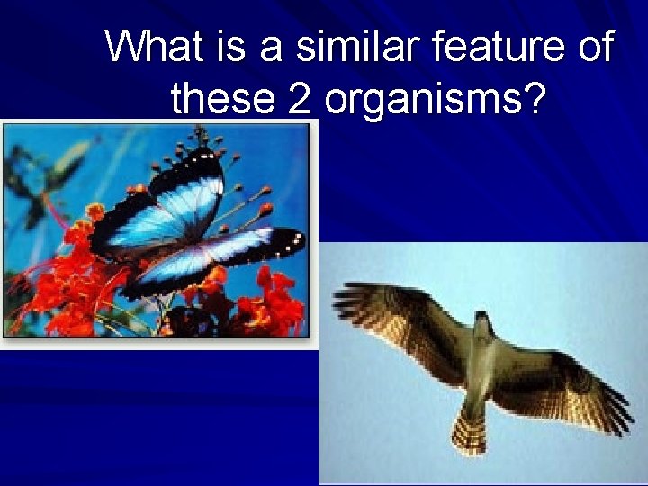 What is a similar feature of these 2 organisms? 
