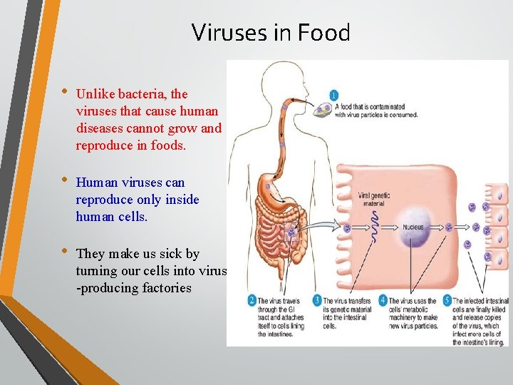 Viruses in Food • Unlike bacteria, the viruses that cause human diseases cannot grow