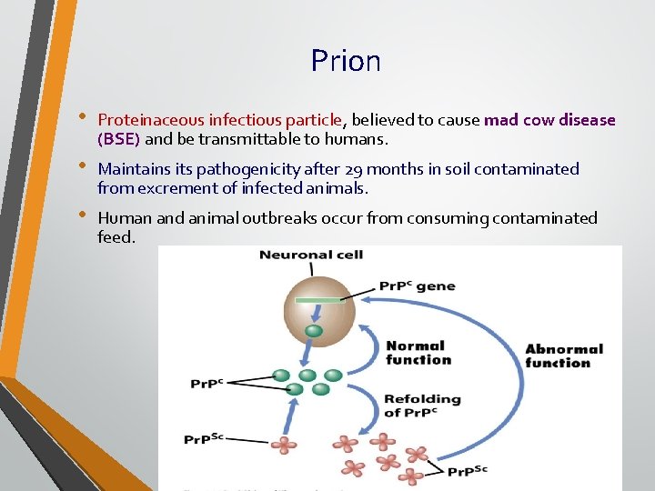 Prion • Proteinaceous infectious particle, believed to cause mad cow disease (BSE) and be