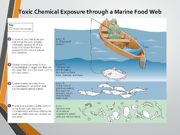 Toxic Chemical Exposure through a Marine Food Web 