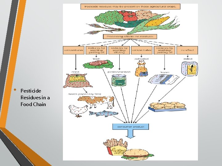  • Pesticide Residues in a Food Chain 