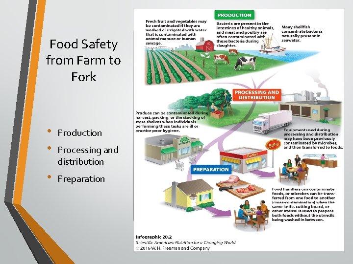 Food Safety from Farm to Fork • • Production • Preparation Processing and distribution