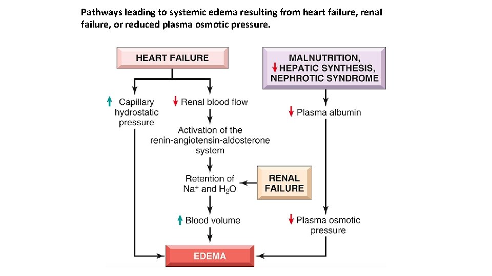 Pathways leading to systemic edema resulting from heart failure, renal failure, or reduced plasma