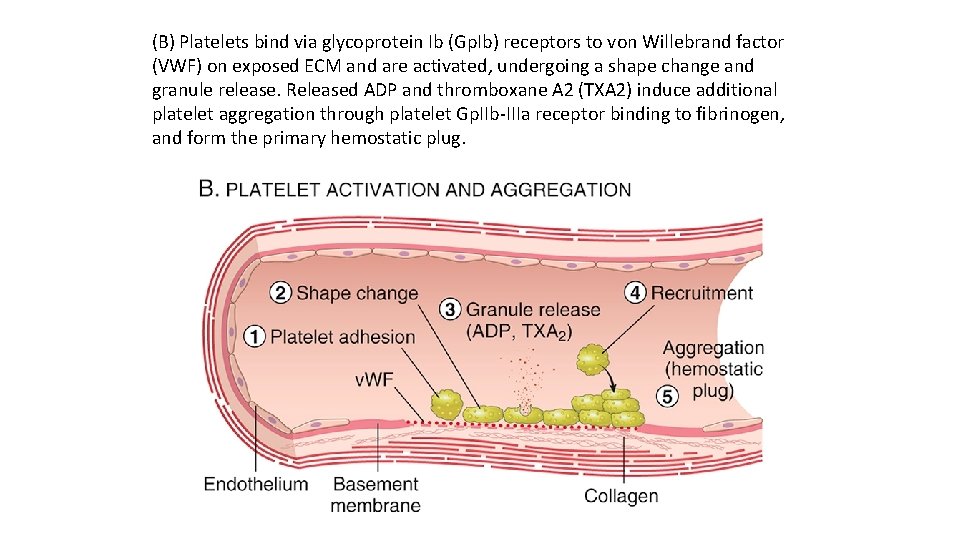 (B) Platelets bind via glycoprotein Ib (Gp. Ib) receptors to von Willebrand factor (VWF)