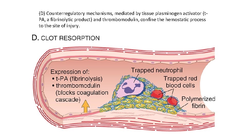 (D) Counterregulatory mechanisms, mediated by tissue plasminogen activator (t PA, a fibrinolytic product) and