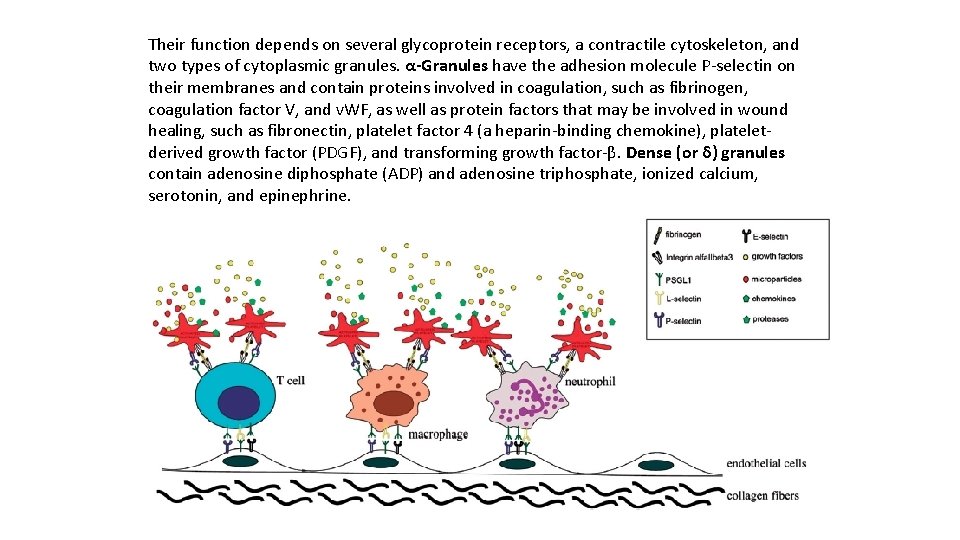 Their function depends on several glycoprotein receptors, a contractile cytoskeleton, and two types of