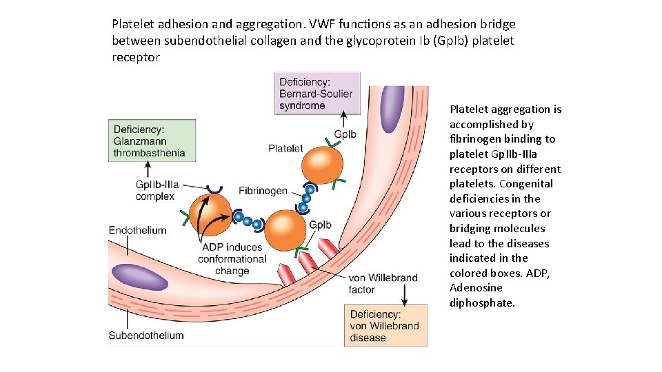 Platelet adhesion and aggregation. VWF functions as an adhesion bridge between subendothelial collagen and