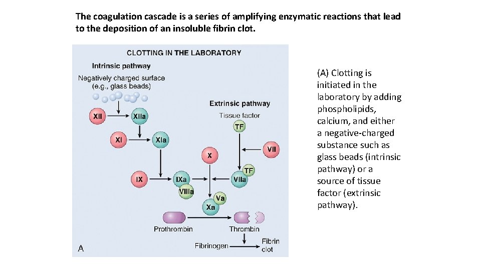 The coagulation cascade is a series of amplifying enzymatic reactions that lead to the