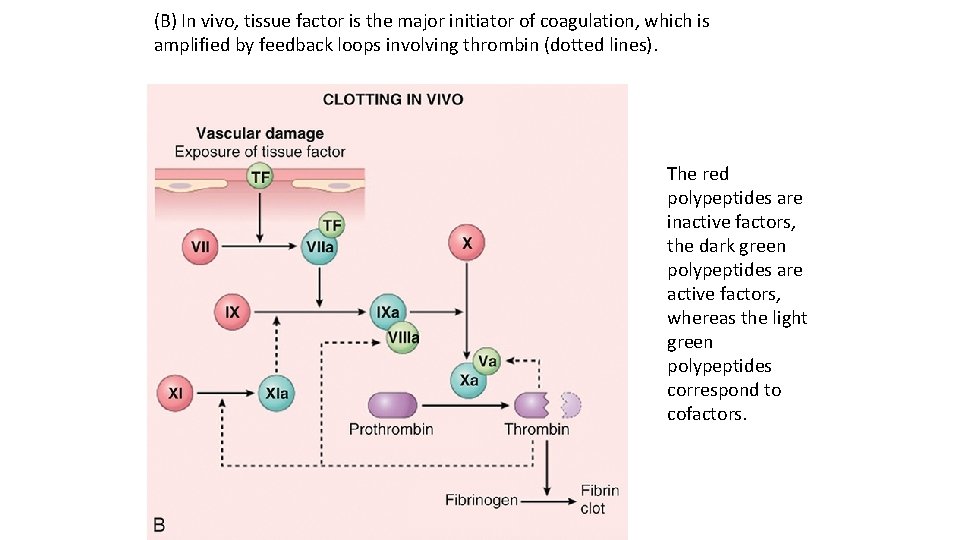 (B) In vivo, tissue factor is the major initiator of coagulation, which is amplified