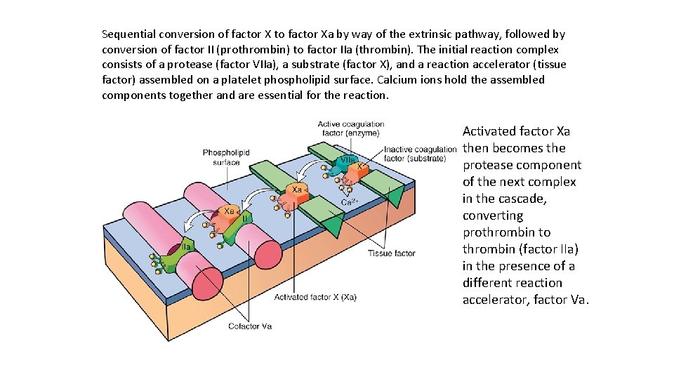 Sequential conversion of factor X to factor Xa by way of the extrinsic pathway,