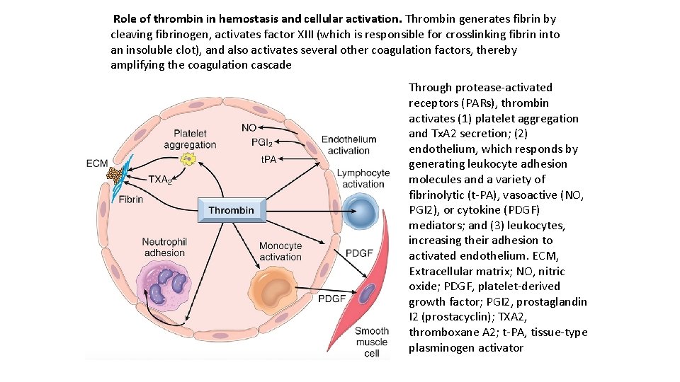 Role of thrombin in hemostasis and cellular activation. Thrombin generates fibrin by cleaving fibrinogen,