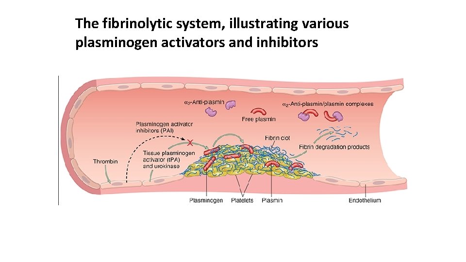The fibrinolytic system, illustrating various plasminogen activators and inhibitors 