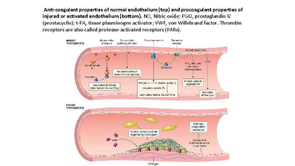 Anti-coagulant properties of normal endothelium (top) and procoagulant properties of injured or activated endothelium