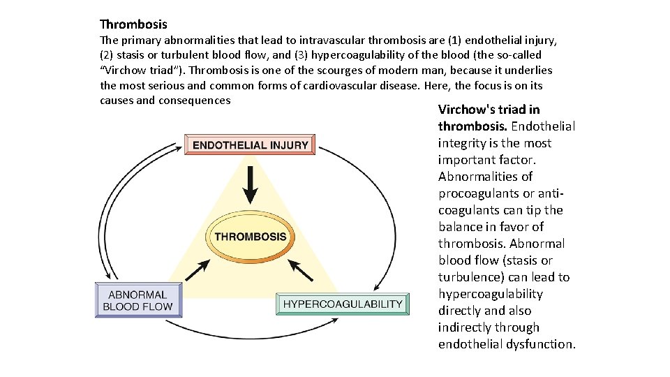 Thrombosis The primary abnormalities that lead to intravascular thrombosis are (1) endothelial injury, (2)