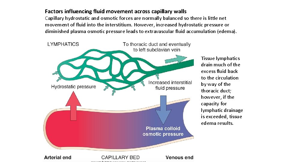Factors influencing fluid movement across capillary walls Capillary hydrostatic and osmotic forces are normally