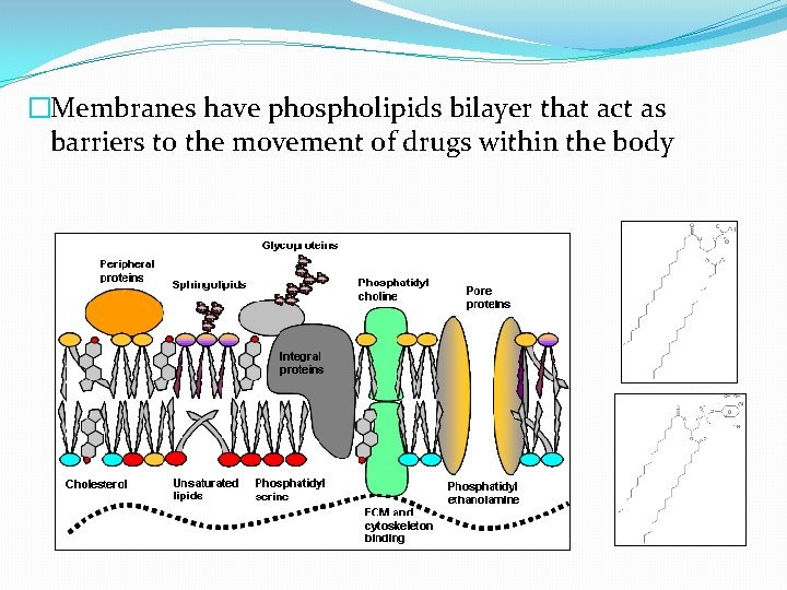 �Membranes have phospholipids bilayer that act as barriers to the movement of drugs within