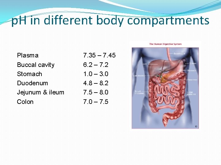 p. H in different body compartments Plasma Buccal cavity Stomach Duodenum Jejunum & ileum