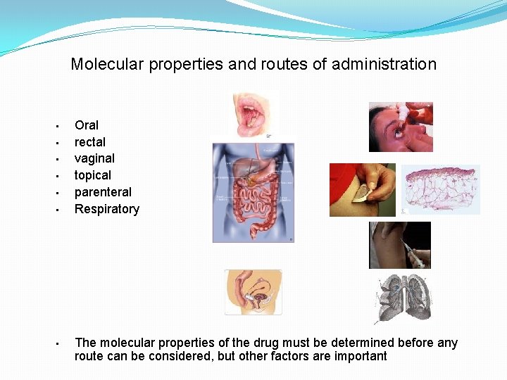 Molecular properties and routes of administration • • Oral rectal vaginal topical parenteral Respiratory