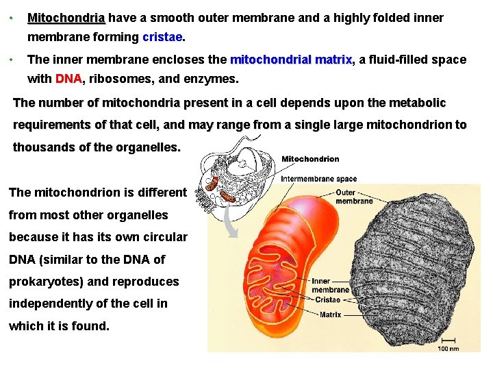  • Mitochondria have a smooth outer membrane and a highly folded inner membrane