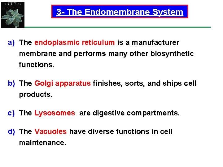 3 - The Endomembrane System a) The endoplasmic reticulum is a manufacturer membrane and