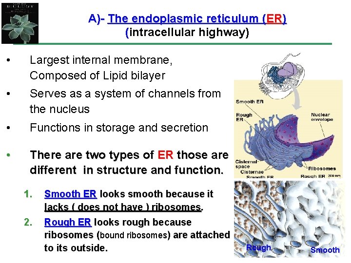 A)- The endoplasmic reticulum (ER) (intracellular highway) • Largest internal membrane, Composed of Lipid