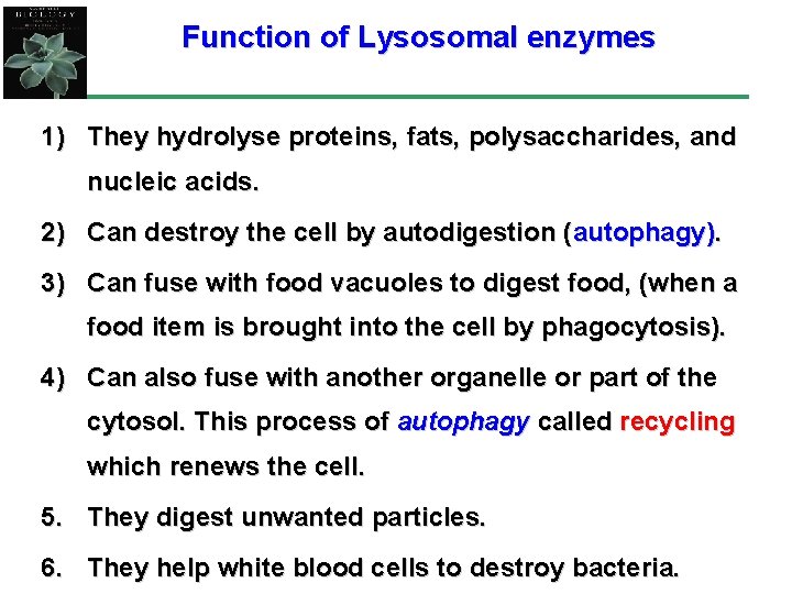 Function of Lysosomal enzymes 1) They hydrolyse proteins, fats, polysaccharides, and nucleic acids. 2)