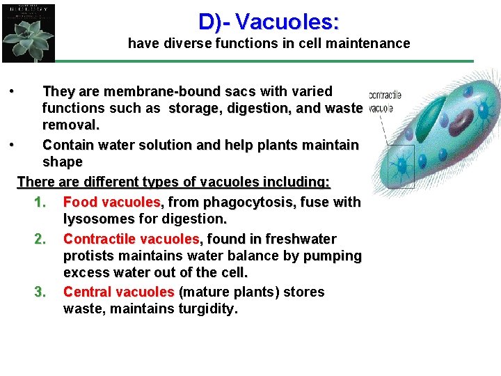 D)- Vacuoles: have diverse functions in cell maintenance • They are membrane-bound sacs with