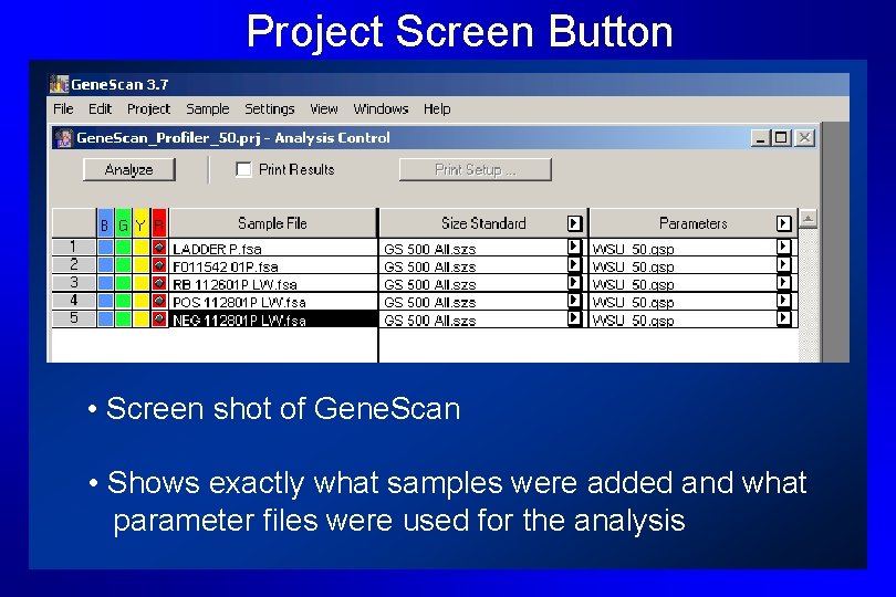 Project Screen Button • Screen shot of Gene. Scan • Shows exactly what samples