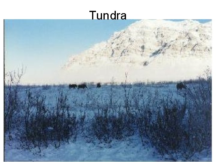 Tundra 