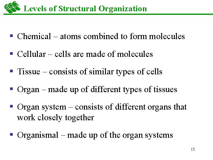 Levels of Structural Organization § Chemical – atoms combined to form molecules § Cellular