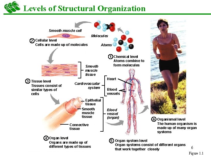 Levels of Structural Organization Smooth muscle cell Molecules 2 Cellular level Cells are made