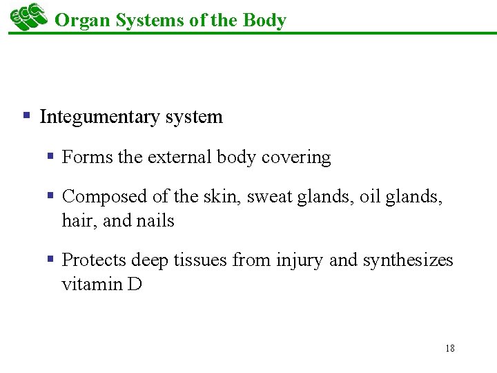 Organ Systems of the Body § Integumentary system § Forms the external body covering