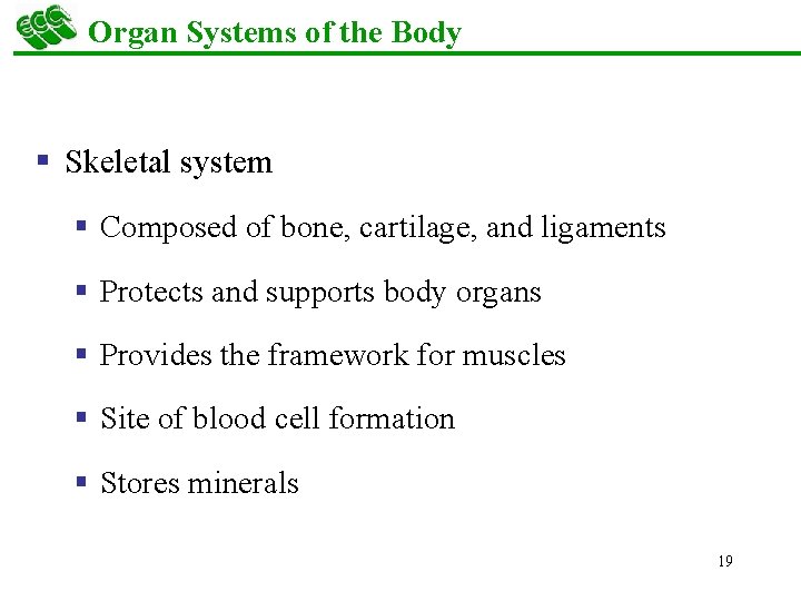 Organ Systems of the Body § Skeletal system § Composed of bone, cartilage, and